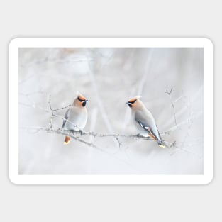 Bohemian Waxwings in winter Sticker